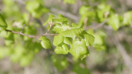 Vibrant and lush green leaves gracefully flourish on a branch during the bright spring seasonの写真素材