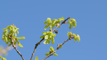 Fresh Spring Leaves Beautifully Set Against a Clear and Brilliant Blue Sky Above Usの写真素材