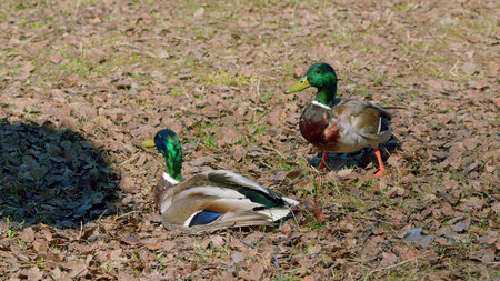 Ducks Engaging in Interaction Amidst the Colorful Fallen Leaves of Autumns Seasonの写真素材