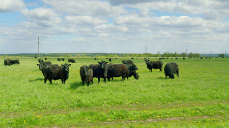 Cattle Grazing Peacefully in Expansive Pasture Beneath Clear and Bright Skies Aboveの写真素材