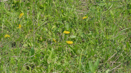 The vibrant Blooming Dandelions thrive beautifully in the Lush Green Grass around themの写真素材