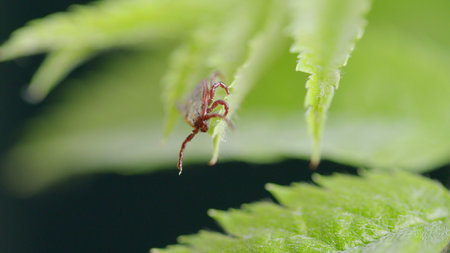 Detailed CloseUp of a Tick Positioned on a Lush Green Leaf in Its Natural Habitatの写真素材