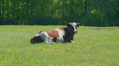 A Relaxed Cow Grazing Calmly in a Lush, Green Meadow Surrounded by Nature and Beautyの写真素材