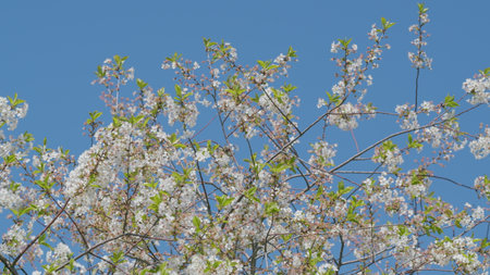 The Beautiful Blooming Cherry Blossoms Flourishing Against a Clear Blue Sky Above Usの写真素材