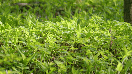 The lush and vibrant expanse of a sunlit forest floor, adorned with greenery, is truly enchantingの写真素材