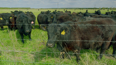 Cattle Grazing Gracefully in a Beautifully Lush Green Pasture Under Clear Blue Skiesの写真素材