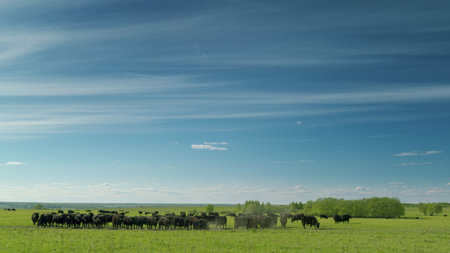 Cattle are Grazing in a Lush Green Pasture Surrounded by Fields Under a Bright Blue Skyの写真素材