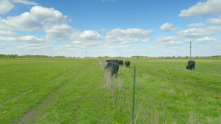 A Tranquil Livestock Pasture Settle Down Under a Clear Bright Blue Sky with Fluffy White Cloudsの写真素材