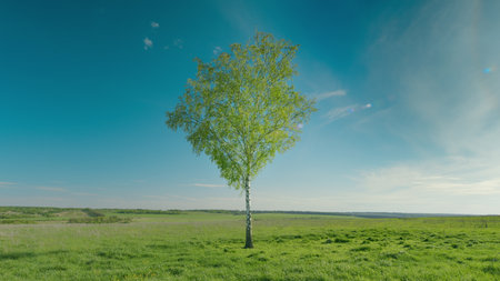 A majestic tree stands tall in a lush green field under a clear blue sky, creating beautyの写真素材