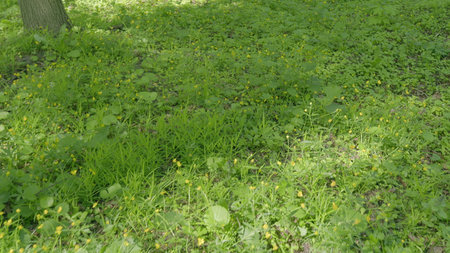 Lush, vibrant green ground cover that features dandelions thriving in a peaceful, shady areaの写真素材