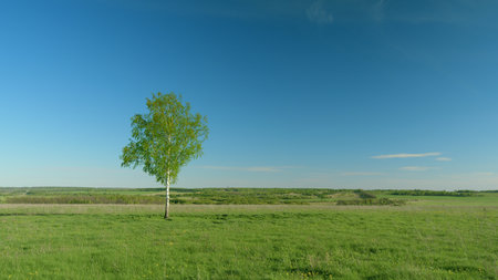 An Isolated Tree Standing Proudly in a Vast Green Field Beneath a Clear and Blue Skyの写真素材