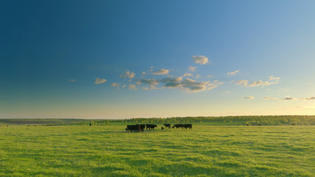 A serene and tranquil pasture landscape features grazing cows under a vast blue skyの写真素材