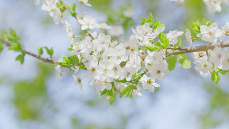 A Beautiful Blossom Branch adorned with White Flowers under the Bright Sunny Daylightの写真素材