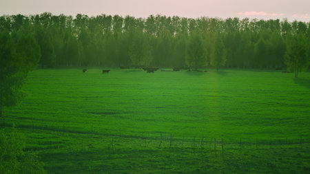A serene pastoral landscape with cattle grazing in a lush green field under a clear skyの写真素材