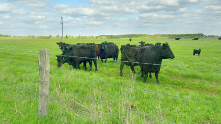 A herd of cattle grazes peacefully in a lush green pasture underneath a clear blue skyの写真素材