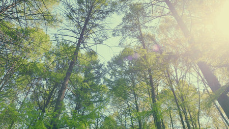 A Lush Green Forest Canopy Nestled Under a Bright and Clear Blue Sky Awaiting Your Visitの写真素材
