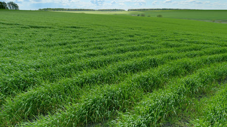 Lush Green Fields Surrounded by Rows of Healthy Crops Expanding Under a Clear Blue Skyの写真素材