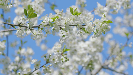 Blooming White Flowers Beautifully Set Against the Clear Blue Sky During a Lovely Day