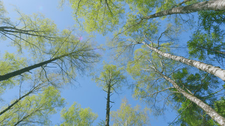 A Serene and Picturesque Canopy View Featuring Lush Green Trees Set Against a Clear Blue Skyの写真素材