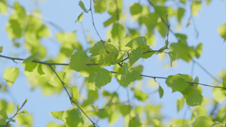 Lush Fresh Green Leaves Gently Swaying Against a Clear and Bright Blue Sky Aboveの写真素材