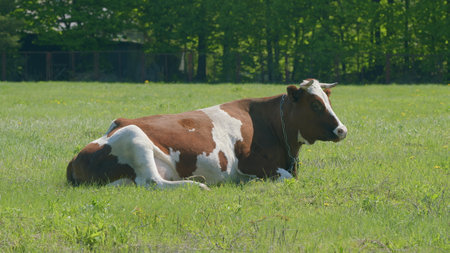 A Relaxed Cow Enjoying the Peaceful Serenity of a Lush Green Pasture under the Sunny Skyの写真素材