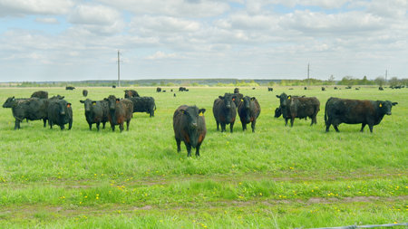A herd of magnificent Black Cattle is peacefully grazing in a lush green pasture fieldの写真素材