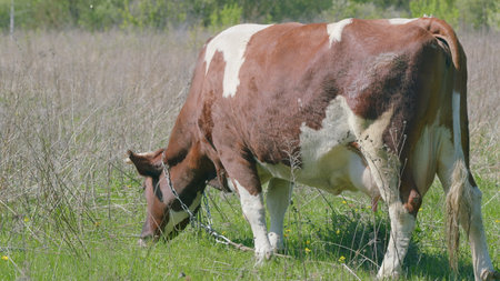 A charming Brown and White Cow grazes in a beautiful Green Field of fresh grassの写真素材