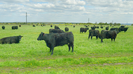 A beautiful scene of black cattle grazing in a lush green pasture, embraced by natureの写真素材