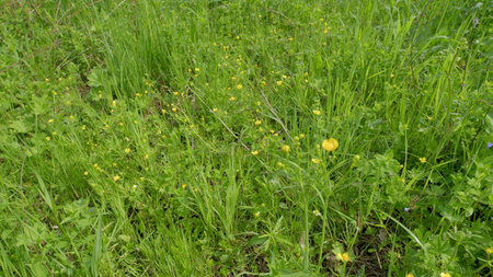 A Lush and Vibrant Meadow Filled with Beautiful Yellow Wildflowers in Their Full Bloomの写真素材