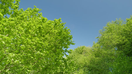 The vibrant green foliage thrives beautifully under the clear and bright blue sky aboveの写真素材