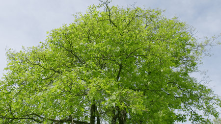 Beneath a Clear Blue Sky, the Lush Green Canopy of a Majestic Tree Flourishes Beautifullyの写真素材