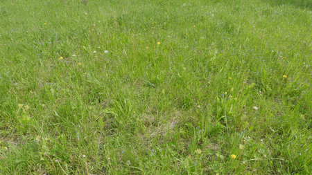 A Beautiful, Vibrant Green Grass Field Adorned with Colorful Wildflowers Under the Daylightの写真素材
