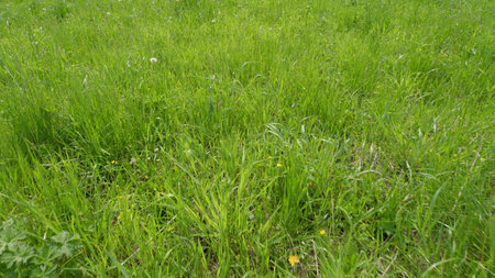 The Lush Spring Grass Field in Nature is a beautiful sight filled with vibrant greeneryの写真素材