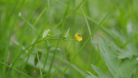 A closeup photograph showcasing a vibrant yellow insect resting gracefully on green grass bladesの写真素材