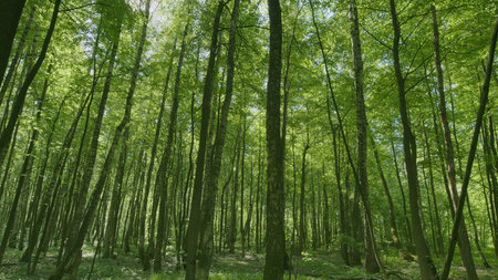 A Beautiful, Lush Green Forest Filled with Sunlight Streaming Through the Tall Trees Above