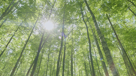 A Magnificent Lush Green Forest Canopy with Beautiful Sunlight Peeking Through the Trees
