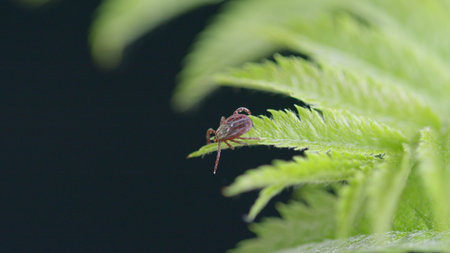 A closeup of a tiny Tick insect on a fern leaf, highlighting its intricate and fascinating detailsの写真素材