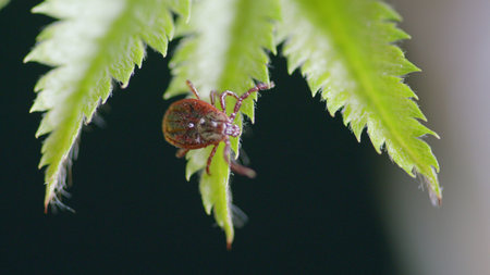 A Detailed CloseUp of a Tick Found on a Green Leaf in a Natural Setting of Nature