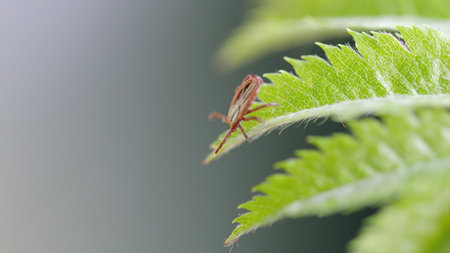 A detailed closeup of a tiny tick situated on a fern leaf showcases its unique features