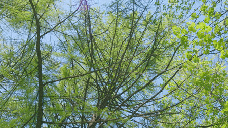 Experience the lush green canopy below, showcasing natures beauty and vibrant lifeの写真素材
