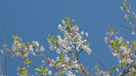 The Beautiful and Colorful Blooming Cherry Blossoms are Framed by a Clear Blue Sky Aboveの写真素材