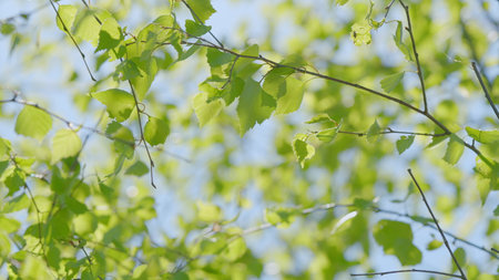 Lush and Vibrant Green Leaves All Displayed in a Beautiful Soft Focus Backgroundの写真素材