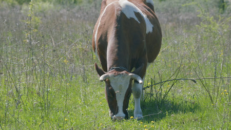 A Brown and White Cow Grazing Peacefully in a Lush and Vibrant Green Field of Grassの写真素材