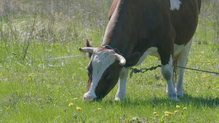 A cow grazes contentedly in a lush green meadow on a sunny day, bringing joy and calmの写真素材