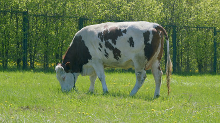A cow peacefully grazing in a lush and vibrant green pasture under a bright sunny skyの写真素材