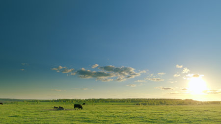 A Beautiful Serene Pastoral Landscape at Sunset Featured with Grazing Cattle in the Fieldの写真素材