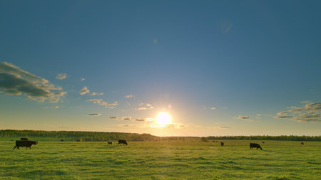 A Serene and Beautiful Sunrise Over a Pasture Filled with Grazing Cows in the Fieldの写真素材