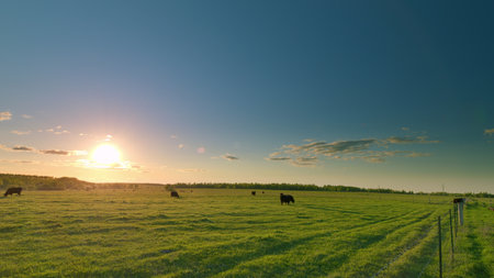 A Serene and Picturesque Sunset Illuminates the Pasture with Grazing Cows and Natures Beautyの写真素材