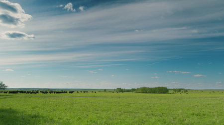 A Serene and Picturesque Pastoral Landscape Featuring Clear Blue Skies and Lush Green Fieldsの写真素材