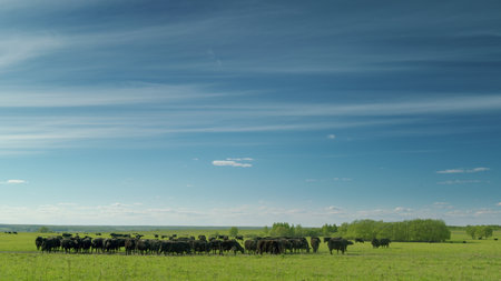 Peaceful cattle grazing in lush green fields, surrounded by rolling hills of natureの写真素材